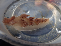 Dendronotus iris