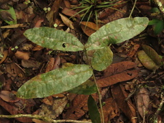Myrcia subsessilis