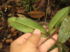 Myrcia subsessilis