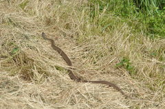Coluber constrictor latrunculus