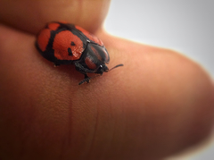 Ogdoecosta biannularis