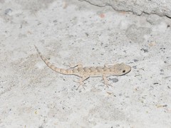Mediodactylus russowii