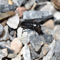 Tenebrionidae