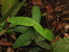 Myrcia subsessilis