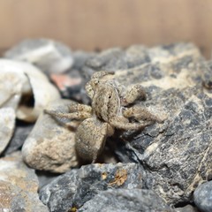 Langona tartarica