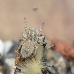 Langona tartarica