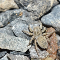 Langona tartarica