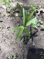 Lilium michiganense