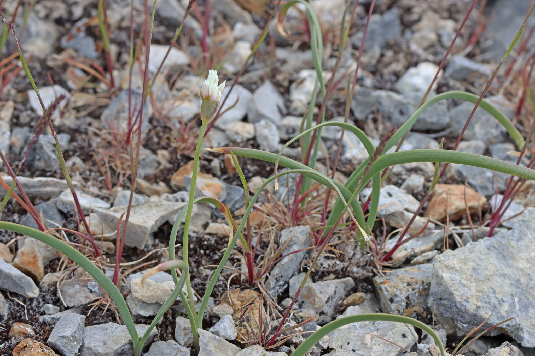 Allium passeyi