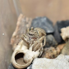 Langona tartarica