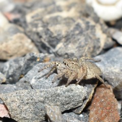 Langona tartarica