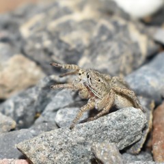 Langona tartarica