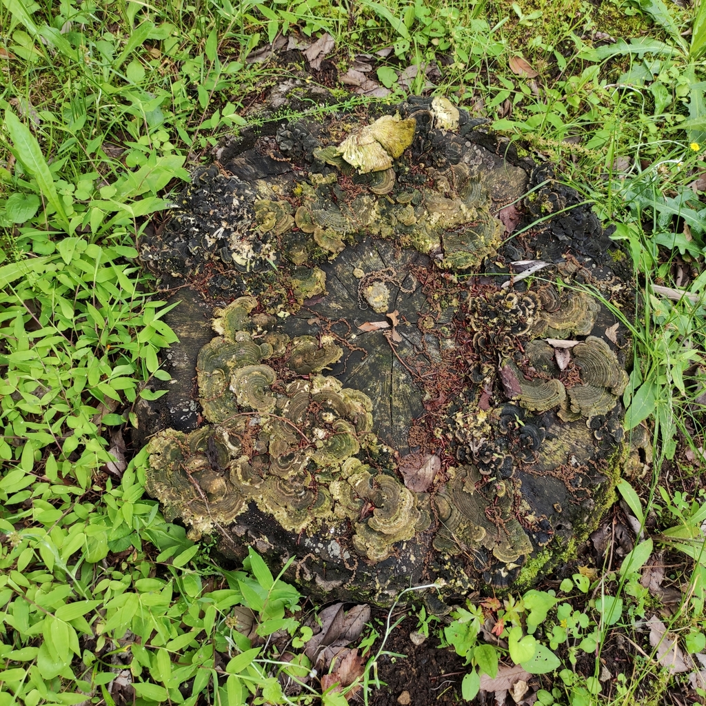 Trametes betulina · May 2024 · photo: © jennysaito (iNaturalist, cc-by)