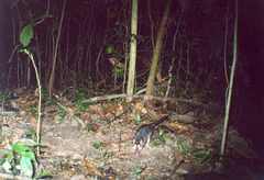 Philander opossum fuscogriseus