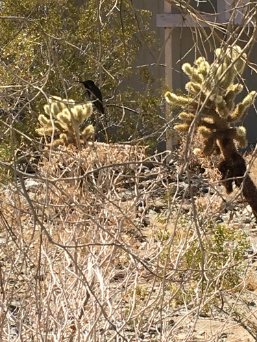 iNaturalist observation photo of Anna's Hummingbird