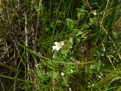 Euphrasia frigida