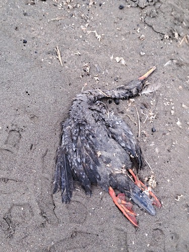 Red-legged Cormorant (Poikilocarbo gaimardi), photo 7
