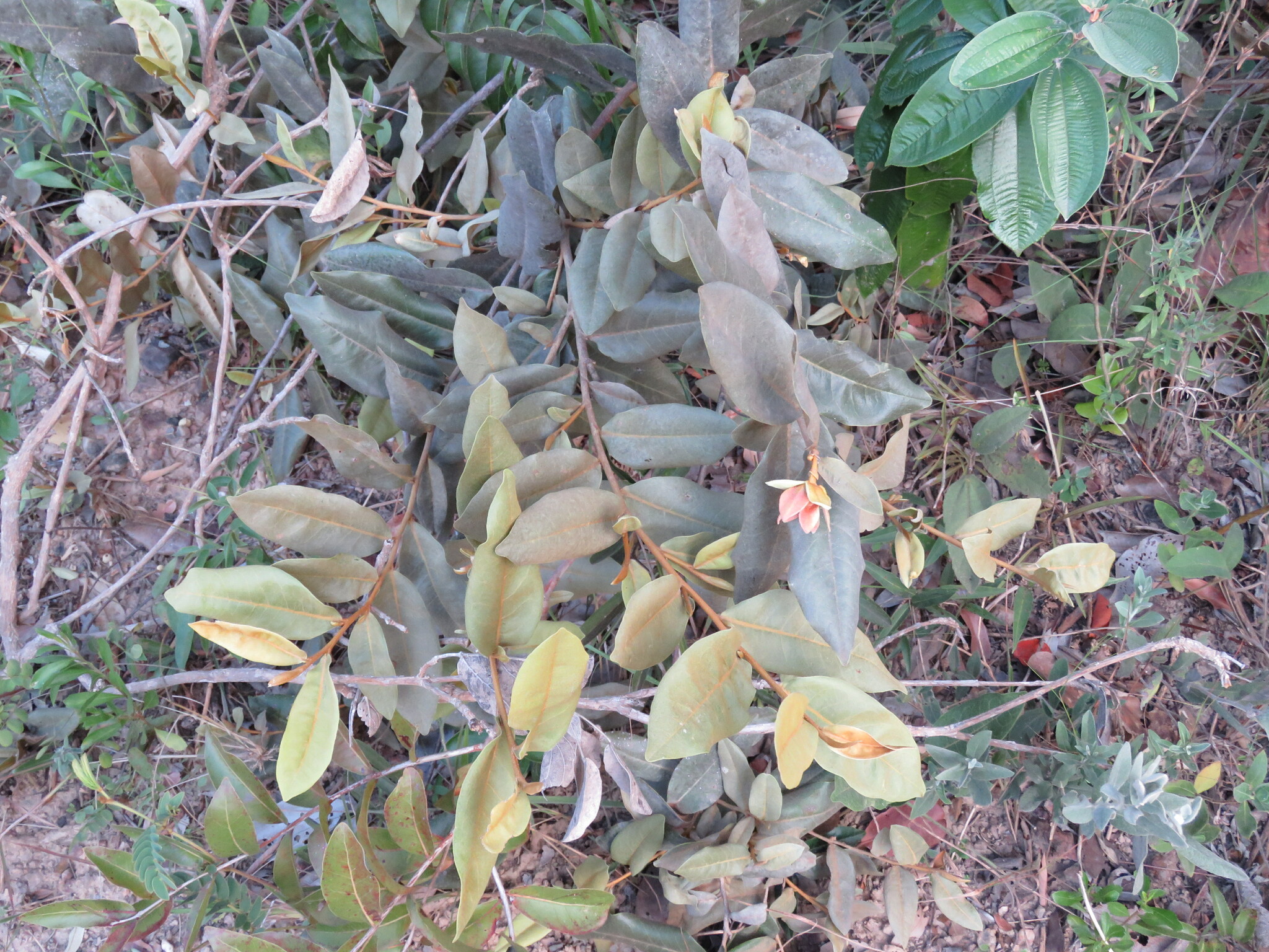 Imagem de Araticum-do-cerrado