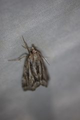 Cutina albopunctella