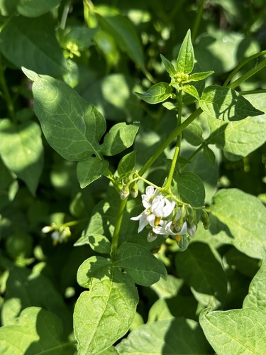 Solanum dulcamara iNat (3)