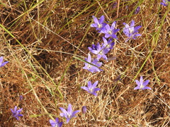 Brodiaea terrestris terrestris
