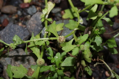 Centipeda minima