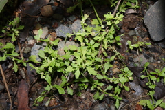 Centipeda minima, photograph Thomas Mesaglio, CC BY, iNaturalist via GBIF
