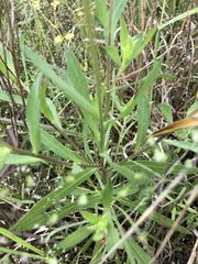 Gaillardia aestivalis