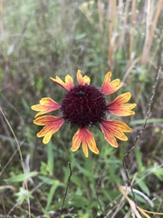 Gaillardia aestivalis