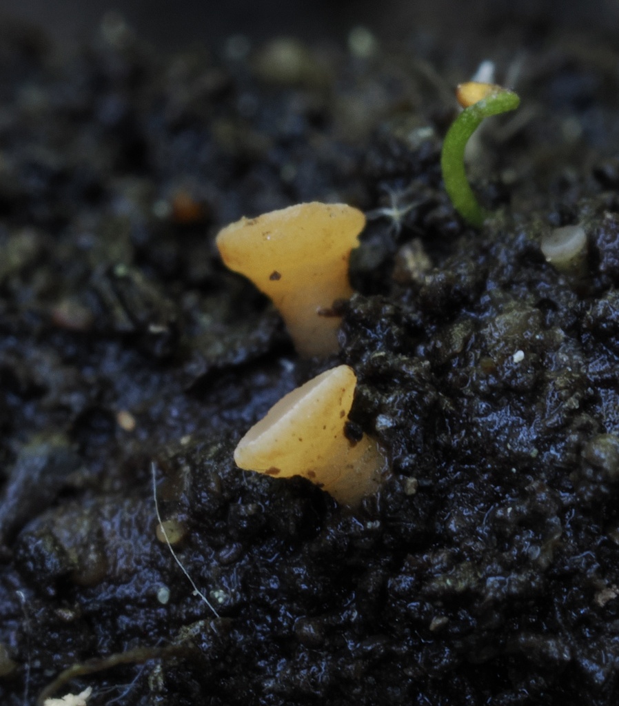 Hymenoscyphus sp. 'CA01'