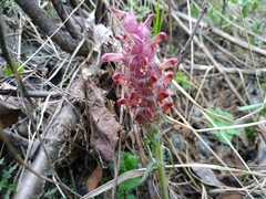 Pedicularis albertii
