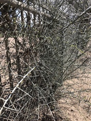 Sarcomphalus obtusifolius canescens