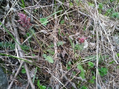 Pedicularis albertii
