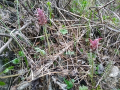 Pedicularis albertii