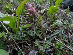 Pedicularis albertii