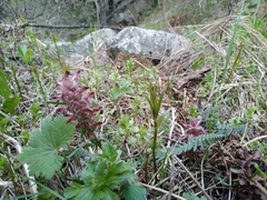 Pedicularis albertii