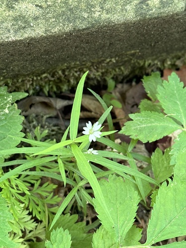 Pseudostellaria sylvatica iNat (1)