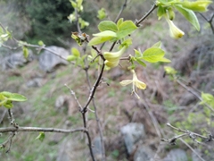 Lonicera hispida