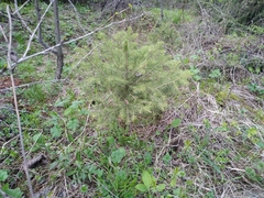 Picea schrenkiana