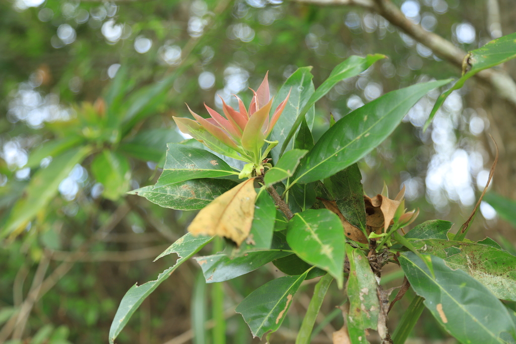 Schima Superba Kankaoensis From On May At Am By Dengchunyang