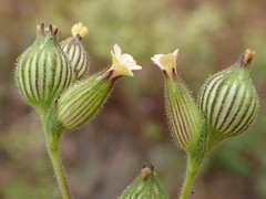 Behenantha