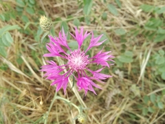 Centaurea napifolia