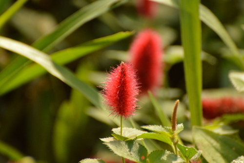 Image of Acalypha herzogiana by (c) Andrea Gantzer, some rights reserved (CC BY)