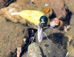 Hydrophorinae