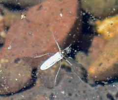 Hydrophorinae