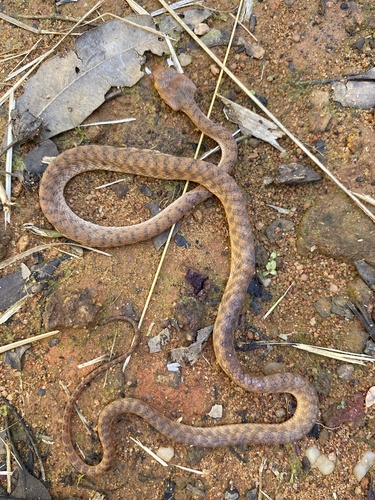 Brown Tree Snake sighting