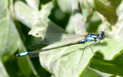 Zoniagrion exclamationis