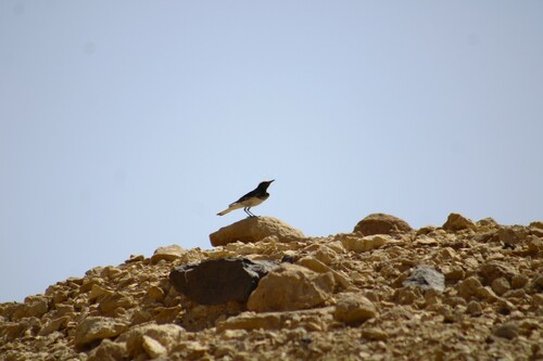 Hooded Wheatear (Oenanthe monacha), photo 3