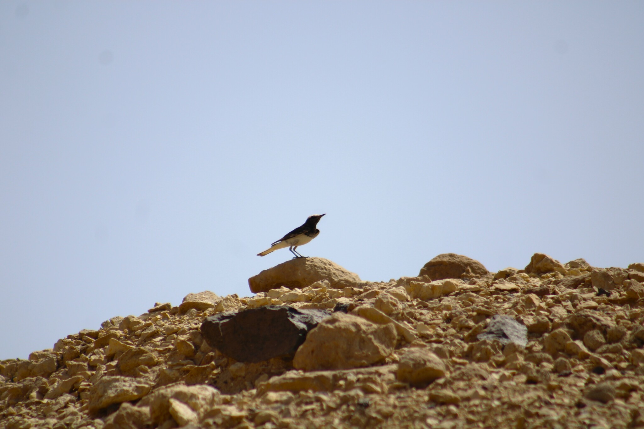 Hooded Wheatear (Oenanthe monacha), photo 3