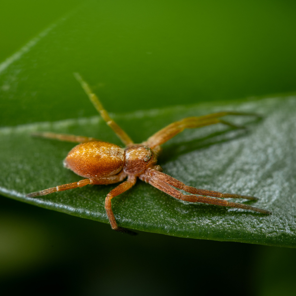 Nearctic White-striped Running Crab Spider